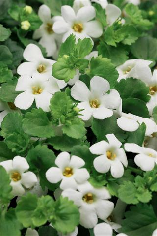 Foto de variedad de flores para ser usadas como: Maceta, patio, Tarrina de colgar Bacopa (Sutera cordata) Cabana® Hot White