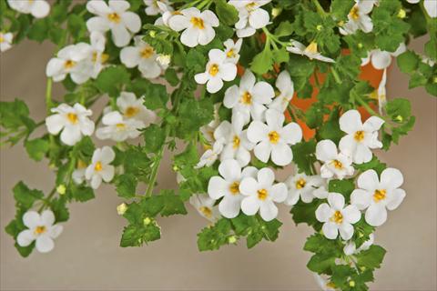 Foto de variedad de flores para ser usadas como: Maceta, patio, Tarrina de colgar Bacopa (Sutera cordata) Cabana® White XL