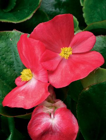 Foto de variedad de flores para ser usadas como: Maceta y planta de temporada Begonia semperflorens Volumia F1 Scarlet