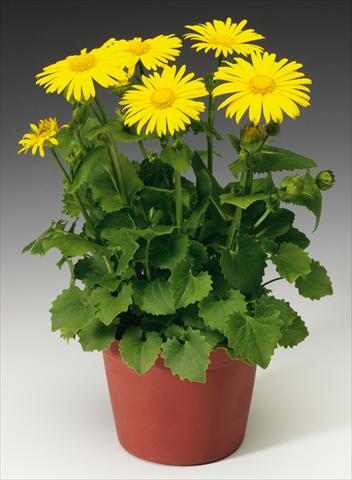 Foto de variedad de flores para ser usadas como: Planta de temporada / borde del macizo Doronicum orientale Leonardo™