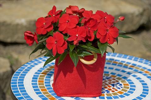 Foto de variedad de flores para ser usadas como: Maceta, planta de temporada, patio Impatiens N. Guinea Sonic® Deep Red