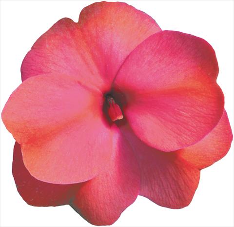 Foto de variedad de flores para ser usadas como: Maceta, planta de temporada, patio Impatiens N. Guinea Sonic® Mango