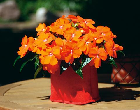 Foto de variedad de flores para ser usadas como: Maceta, planta de temporada, patio Impatiens N. Guinea Sonic® Orange Improved