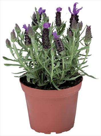 Foto de variedad de flores para ser usadas como: Maceta y planta de temporada Lavandula stoechas Javelin™ Compact Blue
