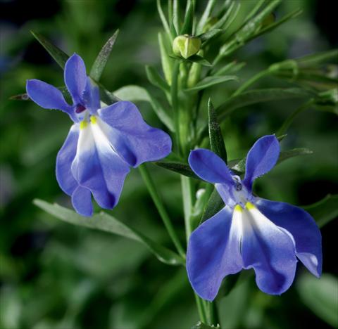 Foto de variedad de flores para ser usadas como: Maceta, planta de temporada, patio Lobelia erinus Laguna® Compact Blue With Eye