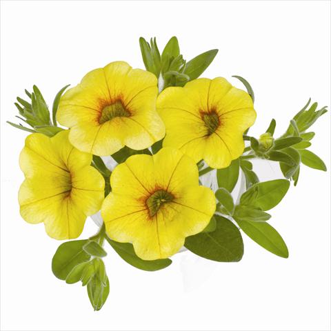 Foto de variedad de flores para ser usadas como: Tarrina de colgar / Maceta Calibrachoa RED FOX Aloha® Yellow