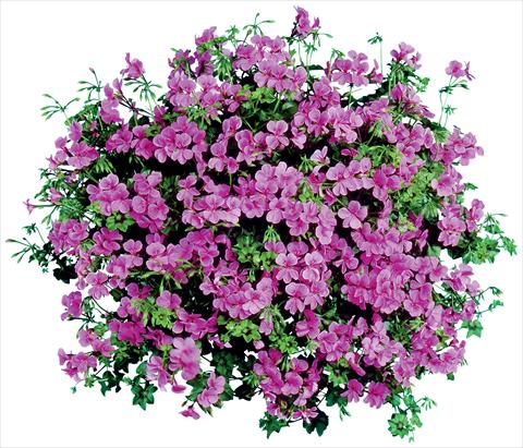 Foto de variedad de flores para ser usadas como: Maceta, patio, Tarrina de colgar Pelargonium peltatum Blizzard Blue