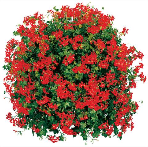 Foto de variedad de flores para ser usadas como: Maceta, patio, Tarrina de colgar Pelargonium peltatum Cascade® Feuer