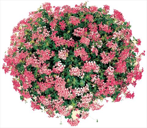 Foto de variedad de flores para ser usadas como: Maceta, patio, Tarrina de colgar Pelargonium peltatum Cascade® Sofie