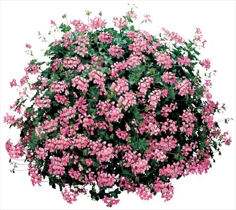 Foto de variedad de flores para ser usadas como: Maceta, patio, Tarrina de colgar Pelargonium peltatum Cascade® Ville De Paris