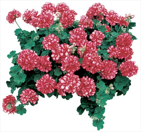 Foto de variedad de flores para ser usadas como: Maceta, patio, Tarrina de colgar Pelargonium peltatum Corriente Arctic Red