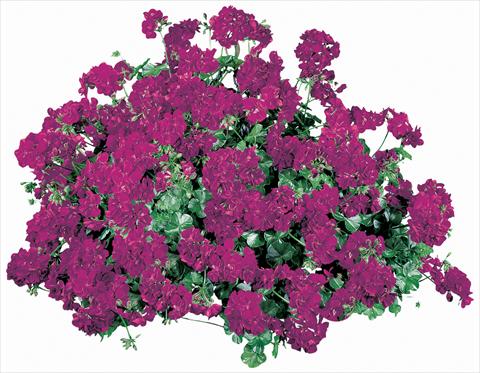 Foto de variedad de flores para ser usadas como: Maceta, patio, Tarrina de colgar Pelargonium peltatum Corriente Lulu