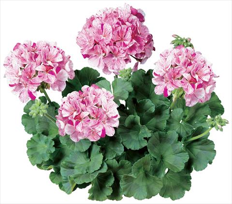 Foto de variedad de flores para ser usadas como: Maceta o Tarrina de colgar Pelargonium zonale Avenida® Mosaic Purple