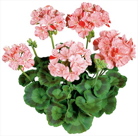 Foto de variedad de flores para ser usadas como: Maceta o Tarrina de colgar Pelargonium zonale Avenida® Mosaic Red
