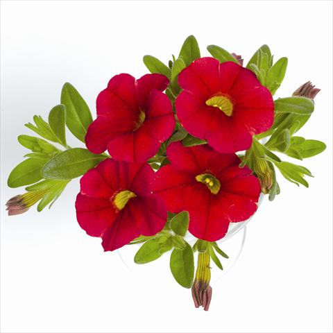 Foto de variedad de flores para ser usadas como: Tarrina de colgar / Maceta Calibrachoa RED FOX Aloha® Red