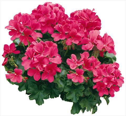 Foto de variedad de flores para ser usadas como: Maceta o Tarrina de colgar Pelargonium zonale Caliente® Coral