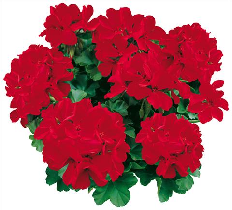 Foto de variedad de flores para ser usadas como: Maceta o Tarrina de colgar Pelargonium zonale Caliente® Deep Red