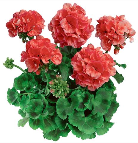 Foto de variedad de flores para ser usadas como: Maceta o Tarrina de colgar Pelargonium zonale Classic Noblesse