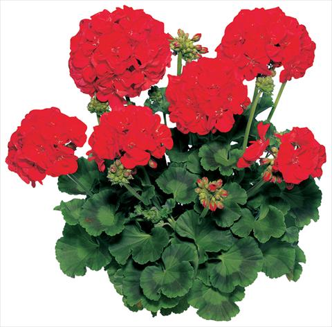 Foto de variedad de flores para ser usadas como: Maceta o Tarrina de colgar Pelargonium zonale Compact Line Samba