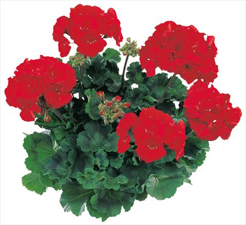 Foto de variedad de flores para ser usadas como: Maceta o Tarrina de colgar Pelargonium zonale Tango® Dark Red