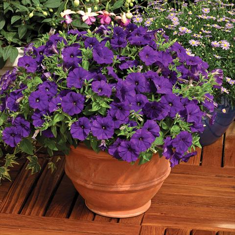 Foto de variedad de flores para ser usadas como: Maceta y planta de temporada Petunia milliflora Picobella F1 Blue
