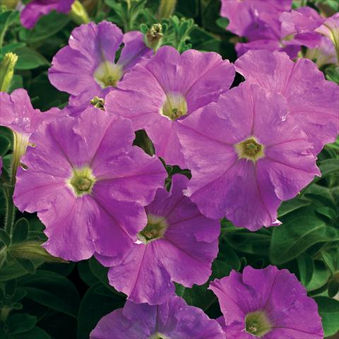 Foto de variedad de flores para ser usadas como: Maceta y planta de temporada Petunia milliflora Picobella F1 Light Lavender