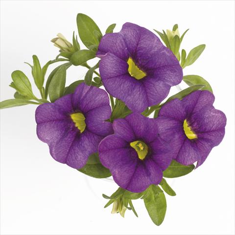 Foto de variedad de flores para ser usadas como: Tarrina de colgar / Maceta Calibrachoa RED FOX Aloha® Purple