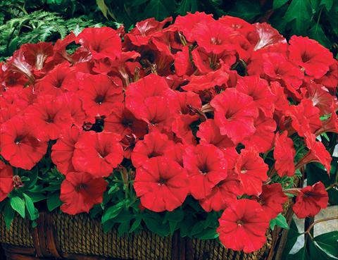 Foto de variedad de flores para ser usadas como: Maceta y planta de temporada Petunia milliflora Picobella F1 Red