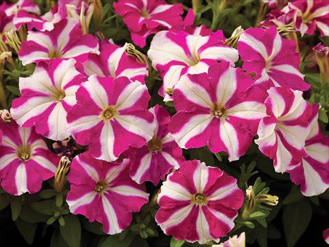 Foto de variedad de flores para ser usadas como: Maceta y planta de temporada Petunia milliflora Picobella F1 Rose Star