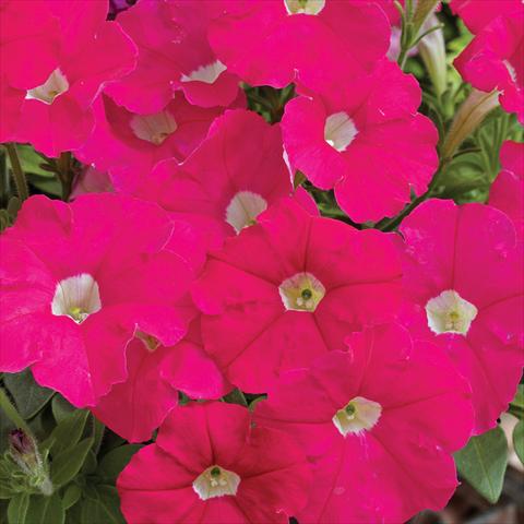 Foto de variedad de flores para ser usadas como: Maceta y planta de temporada Petunia milliflora Picobella F1 Rose