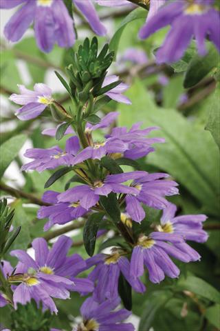 Foto de variedad de flores para ser usadas como: Maceta, patio, Tarrina de colgar Scaevola aemula Whirlwind Trailing Mid Blue