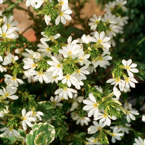 Foto de variedad de flores para ser usadas como: Maceta, patio, Tarrina de colgar Scaevola aemula Whirlwind Trailing White