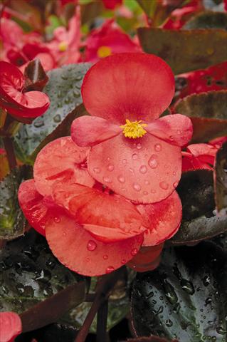 Foto de variedad de flores para ser usadas como: Maceta y planta de temporada Begonia x benariensis BIG Red with Bronze leaf Improved
