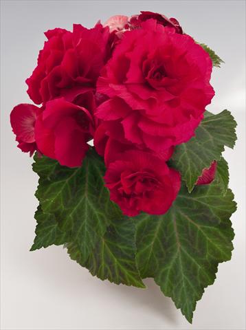 Foto de variedad de flores para ser usadas como: Maceta, planta de temporada, patio Begonia tuberhybrida NonStop® Deep Rose