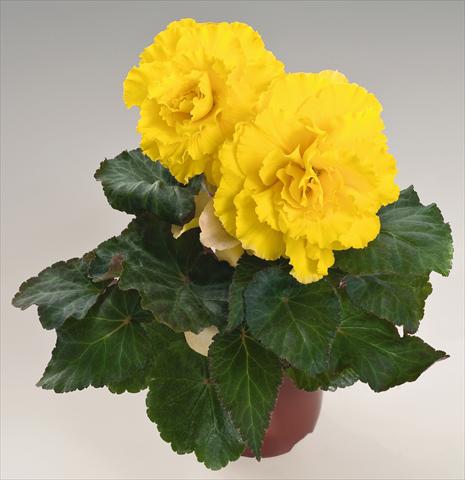 Foto de variedad de flores para ser usadas como: Maceta, planta de temporada, patio Begonia tuberhybrida NonStop® Yellow with Red Back
