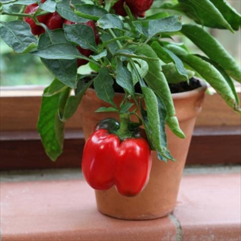 Foto de variedad de flores para ser usadas como: Maceta y planta de temporada Capsicum annuum Redskin Pepper