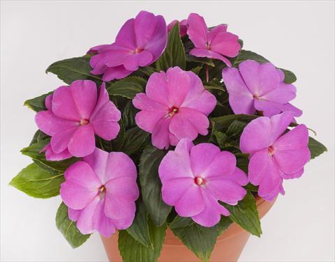 Foto de variedad de flores para ser usadas como: Maceta, planta de temporada, patio Impatiens N. Guinea pac® Impacio® Lavender Pink