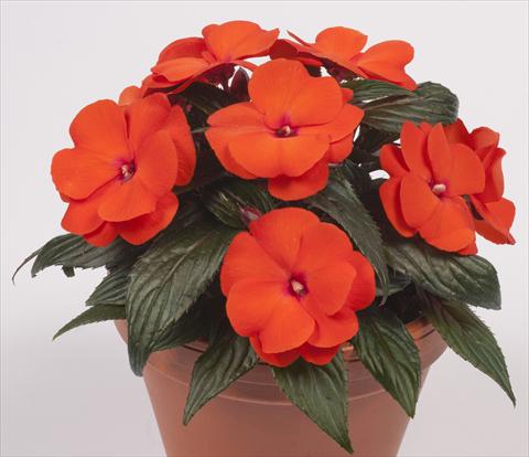 Foto de variedad de flores para ser usadas como: Maceta, planta de temporada, patio Impatiens N. Guinea pac® Impacio® Orange