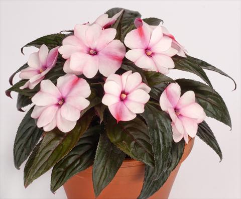 Foto de variedad de flores para ser usadas como: Maceta, planta de temporada, patio Impatiens N. Guinea pac® Impacio® Pearl