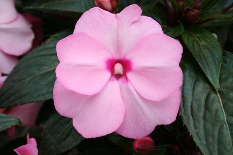 Foto de variedad de flores para ser usadas como: Maceta, planta de temporada, patio Impatiens N. Guinea pac® Impacio® Soft Pink