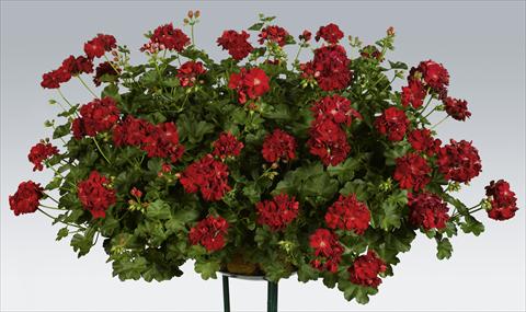 Foto de variedad de flores para ser usadas como: Maceta, patio, Tarrina de colgar Pelargonium peltatum pac® Kate