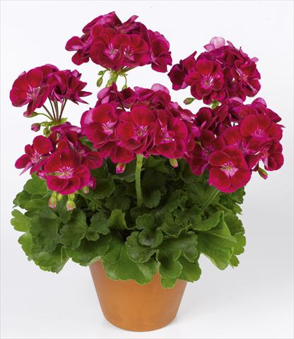 Foto de variedad de flores para ser usadas como: Maceta o Tarrina de colgar Pelargonium zonale pac® Flower Fairy® Velvet