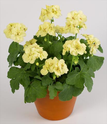 Foto de variedad de flores para ser usadas como: Maceta o Tarrina de colgar Pelargonium zonale pac® First Yellow Improved
