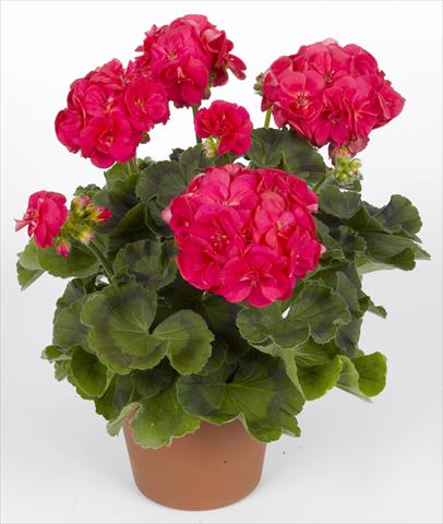 Foto de variedad de flores para ser usadas como: Maceta o Tarrina de colgar Pelargonium zonale pac® Ludo