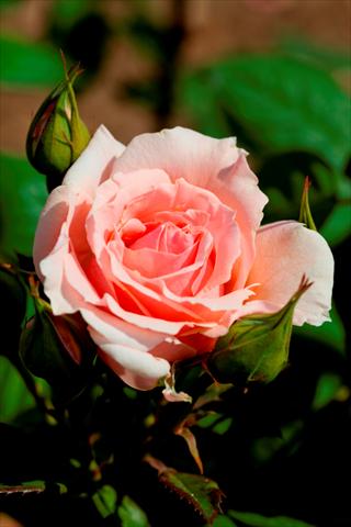 Foto de variedad de flores para ser usadas como: Planta de temporada / borde del macizo Rosa paesaggistica Donatella®