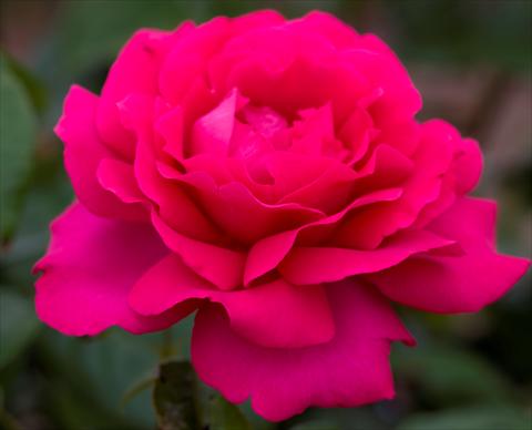 Foto de variedad de flores para ser usadas como: Planta de temporada / borde del macizo Rosa paesaggistica Velasquez®