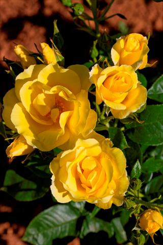 Foto de variedad de flores para ser usadas como: Planta de temporada / borde del macizo Rosa rampicante Gp Happiness®