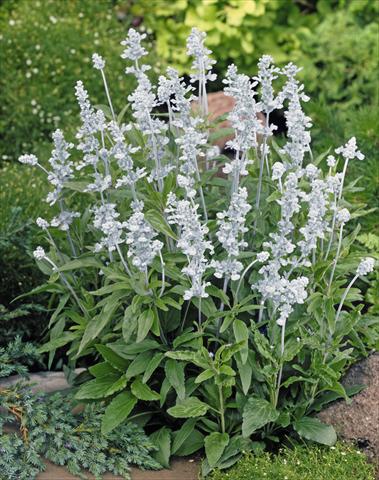 Foto de variedad de flores para ser usadas como: Planta de temporada / borde del macizo Salvia farinacea Evolution® White