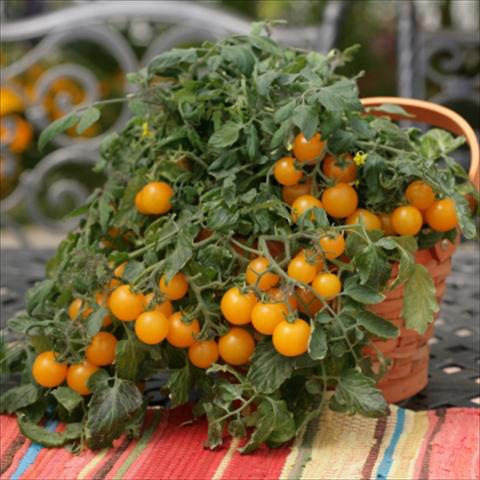Foto de variedad de flores para ser usadas como: Maceta o Tarrina de colgar Solanum lycopersicum (pomodoro) Tumbling Junior