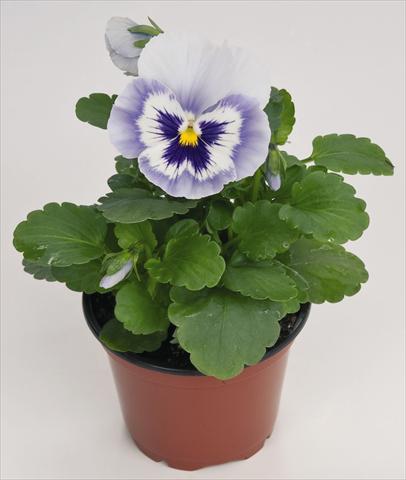 Foto de variedad de flores para ser usadas como: Maceta y planta de temporada Viola wittrockiana Inspire® Blue Angel
